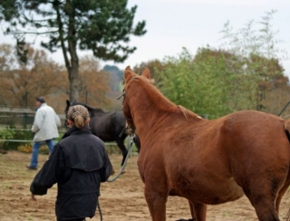  Retreat for the elderly horses